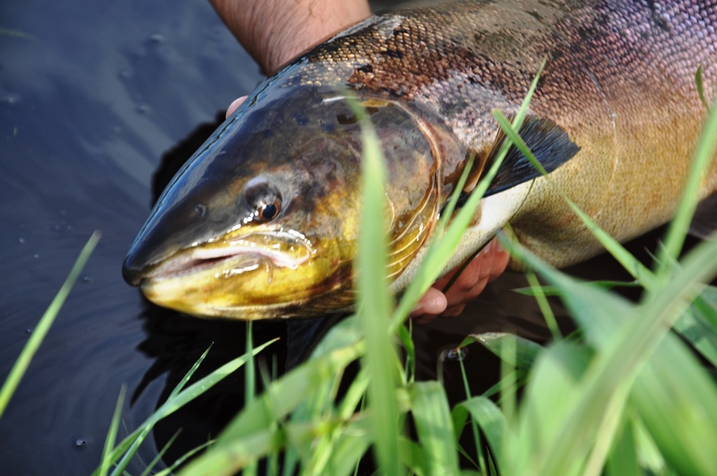 Formule peche saumon irlande