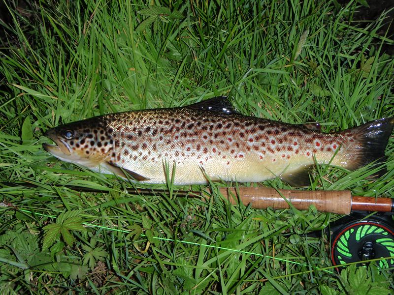 Guide pêche truite Irlande